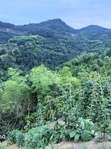 都市最强风水师