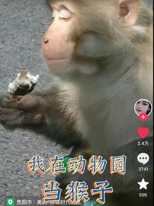 变成猴子身上的虱子小说